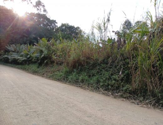 T5500 – Terreno com plantação de banana