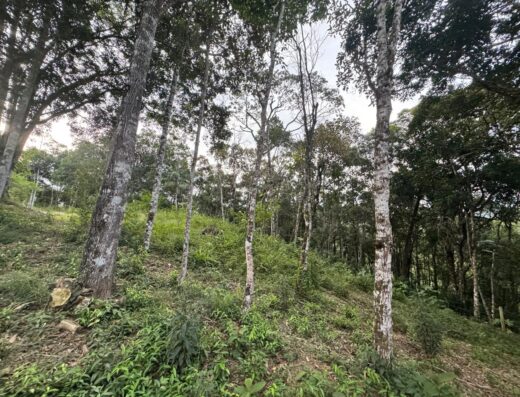 T5519 – ÁGUAS NEGRAS – BOTUVERÁ