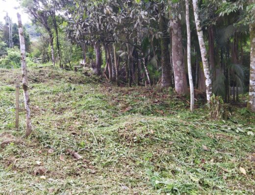 Código: T5520 – BLUMENAU – ITOUPAVA CENTRAL